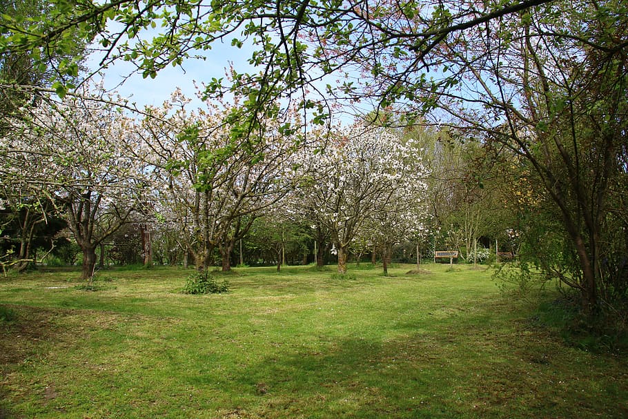 landschapstuin, kersenbomen, de lente, landschap, tuin-, kers-, bomen, boom, gras, buitenshuis, natuur, groene kleur, dag, fabriek, schoonheid in de natuur, land-, groei, kalmte, scenics - natuur, rustige scène, veld-, geen mensen, park, milieu, tak, bloem, lente, 5K