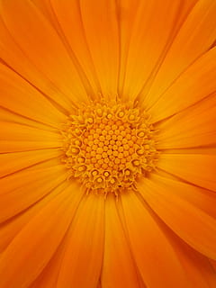 fotografie de aproape, portocale, flori de calendula, a inflori, Calendula, petale, prim plan, fundal, textură, culoare portocalie, floare, natură, plantă, culoare, planta cu flori, prospeţime, petală, frumusețe în natură, cap de floare, fundaluri, fragilitate, vulnerabilitate, creştere, cadru complet, galben, inflorescenţă, a închide, polen, nici o persoana, extreme close-up, în aer liber, 2K, CC0, domeniu public, fără drepturi de autor