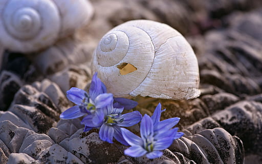 shell, casa de cargol, buit, sortir, naturalesa, macro, tancar, espatllat, pedra, flors, primer pla, planta amb flors, flor, planta, bellesa a la natura, creixement, vulnerabilitat, fragilitat, cap gent, animal, fauna animal, enfocament selectiu, frescor, closca d’animals, terra, fong, temes d'animals, centrar-se en primer pla, porpra, 1080P, CC0, domini públic, lliure de regalies