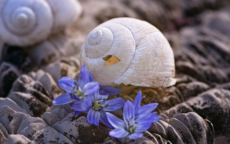 shell, casa de cargol, buit, sortir, naturalesa, macro, tancar, espatllat, pedra, flors, primer pla, planta amb flors, flor, planta, bellesa a la natura, creixement, vulnerabilitat, fragilitat, cap gent, animal, fauna animal, enfocament selectiu, frescor, closca d’animals, terra, fong, temes d'animals, centrar-se en primer pla, porpra, 1080P