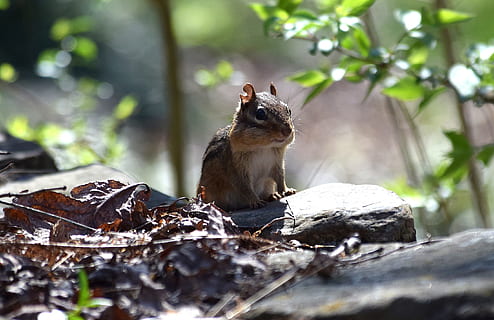 selective, focus, brown, squirrel, standing, rock formation, golden, hour photo, selective focus, golden hour, photo, backlit chipmunk, eastern chipmunk, chipmunk, rodent, animal, nature, cute, spring, furry, mammal, wild, outdoors, waiting, watching, one animal, animal themes, animals in the wild, animal wildlife, no people, day, tree, rock, rock - object, plant, solid, sunlight, vertebrate, 2K, CC0, public domain, royalty free