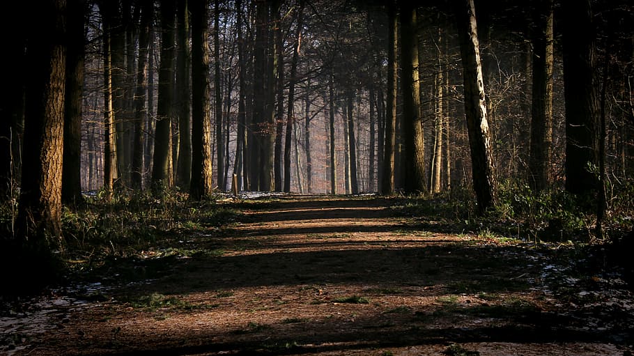 Schotterstraße, Mitte, Bäume, Wald, Weg, gruselig, Natur, Licht, Luft, Pflanze, Flora, Erde, gehen, Baum, draußen, Landschaft, szenen, Land, Kofferraum, Wachstum, Baumstamm, Ruhe, keine Leute, Richtung, dunkel, der Weg nach vorn, Schönheit in der Natur, Sonnenlicht, Tag, ruhige Szene, Nicht-städtische Szene, Blätter, 4K