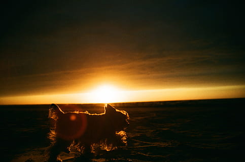 zachód słońca, yorkshire terrier, Zwierząt, krajobraz, morze, Natura, zmierzch, plaża, słońce, światło słoneczne, niebo, woda, lato, na dworze, wschód słońca - świt, wakacje, horyzont nad wodą, sylwetka, piękno natury, kolor pomarańczowy, spokojna scena, scenics, linia brzegowa, chmura - niebo, horyzont, żadnych ludzi, wylądować, zwierzę, scenics - natura, krajowy, zwierzęta domowe, jasny, 2K, CC0, domena publiczna, darmowe zdjęcia