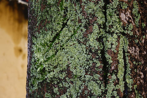 lama, trebark, tre, bark, trestamme, strukturert, anlegg, grønn farge, mose, stamme, ingen folk, fokusere på forgrunnen, ujevn, nærbilde, vekst, dag, natur, plantebark, utendørs, bakgrunn, lichen, tre - materiale, mønster, teksturert effekt, 4K, CC0, offentlig domene, opphavsrett gratis