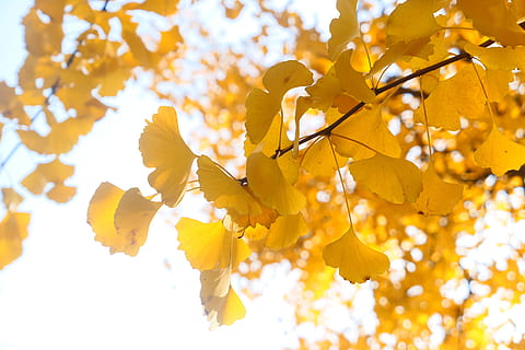 gingko, hoja, árbol, calentar, otoño, vistoso, dorado, amarillo, planta, rama, parte de la planta, cambio, belleza en la naturaleza, crecimiento, naturaleza, día, vista de ángulo bajo, nadie, al aire libre, hoja de arce, centrarse en primer plano, frescura, luz del sol, de cerca, hojas, colección de otoño, condición natural, 5K, CC0, dominio público, libre de derechos