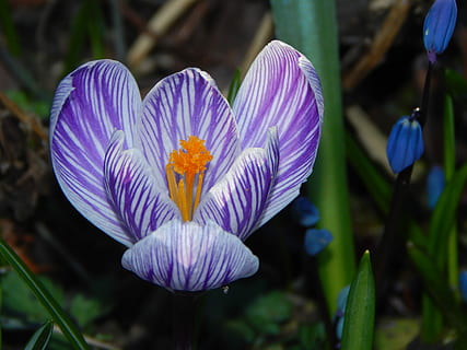 Krokus, Frühling, Blume, Frühblüher, Frühlingsblume, Frühlingskrokus, lila, Blütenkopf, Blütenblatt, Natur, Zerbrechlichkeit, blühende Pflanze, Pflanze, Frische, Schönheit in der Natur, Verletzlichkeit, Wachstum, Blütenstand, Nahansicht, Fokus auf den Vordergrund, Iris, keine Leute, Pollen, Tag, Iris - Pflanze, 4K, CC0, gemeinfrei, lizenzfrei