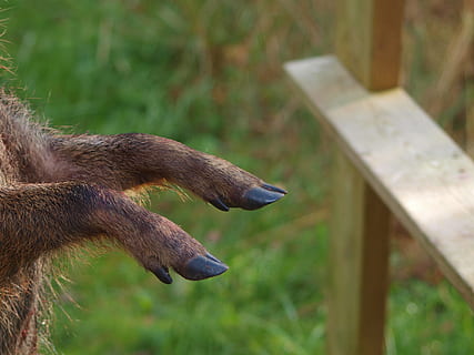 cinghiale, caccia, maiali, cacciatore, pregare, morto, cinghiale, a caccia, costoso, animale, mammifero, carina, natura, all'aperto, pelliccia, animali domestici, Marrone, un animale, temi animali, giorno, animali allo stato selvatico, concentrarsi sulle conoscenze acquisite, nessuno, vertebrato, fauna selvatica, parte del corpo animale, avvicinamento, bestiame, domestico, testa di animale, legno - materiale, terra, erbivoro, 2K, CC0, dominio pubblico, privo di copyright