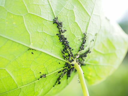 utėlių, lapai, kenkėjų, amarai, aphidoidea, augalų utėlių, sternorrhyncha, vekselis, hemiptera, juodosios pupelės, aphis fabae, vamzdžių amarai, aphididae, bohnenblattlaus, juodos ropės amarai, bestuburiai, Iš arti, augalų dalis, žalia spalva, vabzdys, gyvūnų temos, gyvūnas, gyvūnų gyvūnija, gyvūnams, pobūdį, augalų, nėra žmonių, vienas gyvūnas, makro, ant, gyvūnų kūno dalis, dieną, lauke, sutelkti dėmesį į naujas žinias, gyvūnų kojos, mažas, 4K, CC0, Viešasis domenas, nemokamai