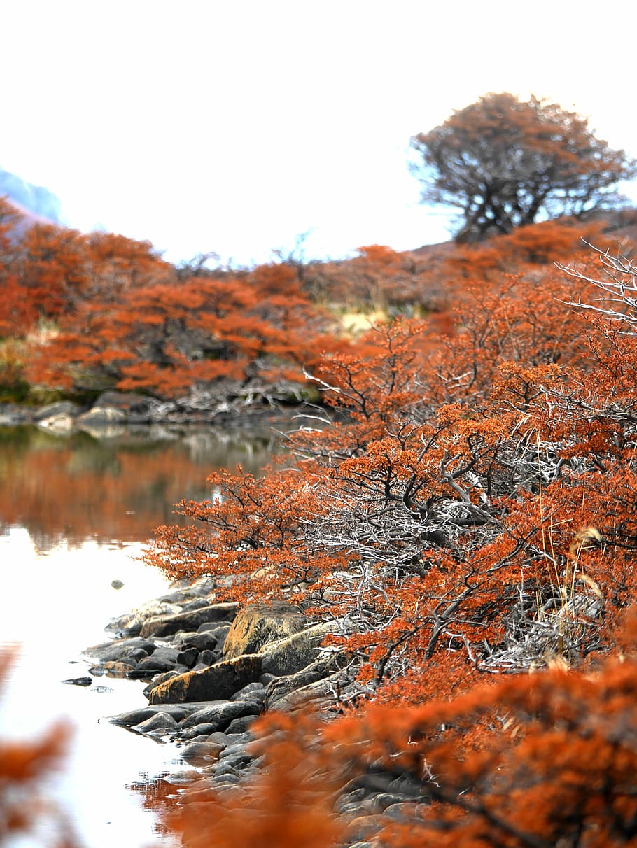 flach, fokus fotografie, Orange, blätterte, Bäume, Pflanzen, neben, Fluss, See, Buchse, Baum, Felsen, Wasser, Reflexion, Pflanze, Natur, Herbst, Ruhe, Himmel, Schönheit in der Natur, keine Leute, Veränderung, orange Farbe, ruhige Szene, Land, Tag, Szenen - Natur, Nicht-städtische Szene, draußen, selektiver Fokus, Oberflächenniveau, 4K
