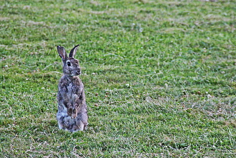 Marrone, coniglio, verde, erba, coniglio selvatico, orecchio, carina, prato, selvaggio, pelliccia, natura, animale, campo, temi animali, terra, pianta, animali allo stato selvatico, fauna selvatica, mammifero, vertebrato, colore verde, concentrarsi sulle conoscenze acquisite, un animale, giorno, coniglio - animale, nessuno, crescita, seduta, all'aperto, erbivoro, 4K, CC0, dominio pubblico, privo di copyright