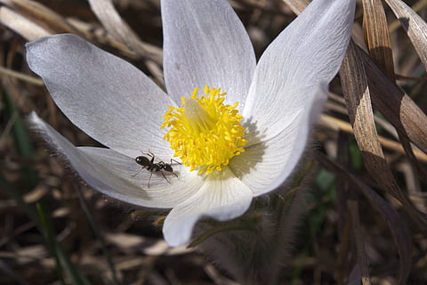 flor, formiga, macro, error, tancar, primavera, insecte, naturalesa, Color blanc, pètal, fragilitat, cap de flor, planta, planta amb flors, vulnerabilitat, creixement, primer pla, frescor, bellesa a la natura, invertebrat, groc, inflorescència, pol·len, animals a la natura, cap gent, a l'aire lliure, suavitat, polinització, 2K, CC0, domini públic, lliure de regalies