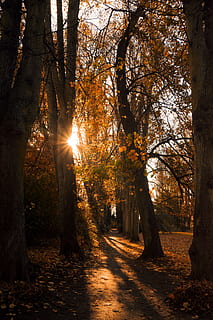 paesaggio, parco, foresta, alberi, natura, panoramico, radura, autunno, luce del sole, fogliame autunnale, tensioni, Morgenstimmung, soleggiato, pianta, luminosa, sentiero nel bosco, umore, luce, foresta d'autunno, sole, luce posteriore, le foglie, d'oro, raggio di sole, giorno d'autunno, foglie d'autunno, autunno dorato, sottobosco, rami, colore di caduta, albero, la tranquillità, terra, tronco d'albero, tronco, bellezza nella natura, nessuno, scena tranquilla, scenics - natura, crescita, streaming, scena non urbana, cielo, modificare, riflesso lente, bosco, all'aperto, 5K, CC0, dominio pubblico, privo di copyright