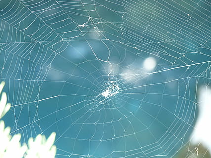 Netzwerk, Spinne, Natur, Spinnennetz, Zerbrechlichkeit, Nahansicht, Verletzlichkeit, Fokus auf den Vordergrund, Spinnentier, Gliederfüßer, Tier, wirbellos, Tierthemen, keine Leute, Tierwelt, Tiere in freier Wildbahn, Tag, natürliches Muster, ein Tier, draußen, Muster, Komplexität, Netz, konzentrisch, 2K, CC0, gemeinfrei, lizenzfrei