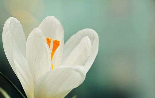 alb, flori de flori, selectiv, focalizare fotografie, şofran, floare, primăvară, floare de primavara, devreme, bühen, natură, frühlingsanfang, crocus de primăvară, trezirea primăverii, floră, începutul primăverii, crocus alb, dispozitie, delicat, fraged, harbinger al primăverii, frumos, iluminat, cer, petală, a închide, fragilitate, prospeţime, cap de floare, frumusețe în natură, nici o persoana, plantă, planta cu flori, vulnerabilitate, inflorescenţă, culoare alba, creştere, să se concentreze asupra primelor elemente, zi, polen, culoare portocalie, 4K, CC0, domeniu public, fără drepturi de autor