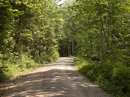 foresta, sentiero nel bosco, escursioni a piedi, percorso migratorio, sentiero, albero, pianta, direzione, la strada davanti, strada, mezzi di trasporto, crescita, terra, colore verde, bellezza nella natura, natura, prospettiva decrescente, la tranquillità, nessuno, bosco, giorno, scena non urbana, scena tranquilla, all'aperto, lungo, 2K, CC0, dominio pubblico, privo di copyright