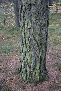 pino, la corteccia, albero, tronco, conifero, natura, iglak, struttura, pianta, tronco d'albero, terra, crescita, foresta, nessuno, giorno, la tranquillità, bellezza nella natura, campo, muschio, all'aperto, colore verde, parte vegetale, bosco, paesaggio, erba, abbaiare, condizione naturale, foresta pluviale, 5K, CC0, dominio pubblico, privo di copyright