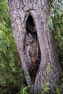 stamme, tre, kutte kofferten, trebark, trestamme, anlegg, vekst, natur, strukturert, dag, ingen folk, hull, utendørs, ujevn, land, ro, gress, grønn farge, bark, skog, nærbilde, plante del, 5K, CC0, offentlig domene, opphavsrett gratis