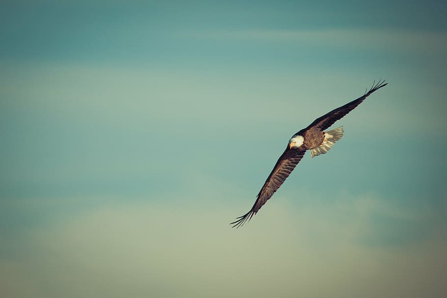 selectiu, foto del focus, calb, àguila, difusió, ales, cels, àguila volant, volar, ocell, naturalesa, vol, vida salvatge, dom, símbol, àguila calba, Amèrica, ploma, volant, animal, ala dels animals, animals a la natura, temes d'animals, fauna animal, un animal, vertebrats, cap gent, còpia espai, a l'aire, dia, ales separades, rapinyaire, cel, a l'aire lliure, longitud completa, fons de colors, bellesa a la natura, 4K