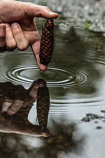 pinecone, konuss, pļava, slapjš, ūdens, lietus, cilvēka roku, roka, cilvēka ķermeņa daļa, reāliem cilvēkiem, saimniecība, viens cilvēks, cilvēka pirkstu, ķermeņa daļa, pirkstu, dienā, pārtika un dzērieni, neatpazīstama persona, ēdiens, ezers, raksturs, ārā, cilvēka ekstremitātē, zivju nozveja, 5K, CC0, publiskais domēns, bez atlīdzības