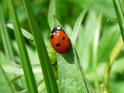 10 coccinella maculata, coccinella, scarafaggio, rosso, punti, portafortuna, fortuna, foglia, insetto, natura, animali, fauna, ambiente, macro, vicino, avvicinamento, Coccinellidae, coccinella siebenpunkt, siebenpunkt, coccinella septempunctata, colore verde, pianta, erba, estate, animale, fauna selvatica, temi animali, invertebrato, animali allo stato selvatico, un animale, macchiato, parte vegetale, giorno, nessuno, concentrarsi sulle conoscenze acquisite, all'aperto, piccolo, filo d'erba, 2K, CC0, dominio pubblico, privo di copyright