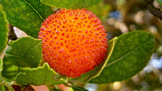 Obst, Erdbeerbaum, Baum, Gemüse, Natur, Pflanzenteil, Blatt, Nahansicht, Frische, Wachstum, rot, Pflanze, Schönheit in der Natur, keine Leute, Lebensmittel, grüne Farbe, Tag, Essen und Trinken, gesundes Essen, Fokus auf den Vordergrund, Beerenfrucht, Wohlbefinden, draußen, reif, 4K, CC0, gemeinfrei, lizenzfrei