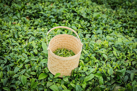 musim semi, alpine, kebun teh, keranjang, makanan, warna hijau, kesegaran, alam, organik, sayur-mayur, pertanian, rotan, makan sehat, makanan dan minuman, menanam, tampilan sudut tinggi, tidak ada orang, pertumbuhan, daun, bagian tanaman, di luar rumah, hari, tanah, kesejahteraan, fokus pada latar depan, wadah, tanaman, herba, perkebunan, berkebun, 5K, CC0, domain publik, bebas royalti