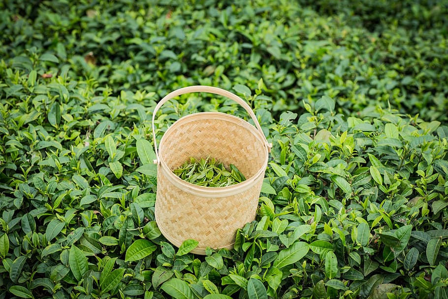 musim semi, alpine, kebun teh, keranjang, makanan, warna hijau, kesegaran, alam, organik, sayur-mayur, pertanian, rotan, makan sehat, makanan dan minuman, menanam, tampilan sudut tinggi, tidak ada orang, pertumbuhan, daun, bagian tanaman, di luar rumah, hari, tanah, kesejahteraan, fokus pada latar depan, wadah, tanaman, herba, perkebunan, berkebun, 5K