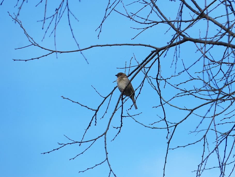 passero, rami, albero, cielo, fauna selvatica, albero nudo, ramo, animali allo stato selvatico, un animale, blu, vertebrato, animale, temi animali, Inquadratura dal basso, uccello, pianta, appollaiati, natura, nessuno, cielo sereno, giorno, all'aperto, aquila, 4K