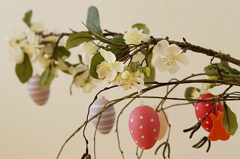selektiv, fokus fotografie, Weiß, Blütenblatt Blume, Ostergruß, Osterzweig, Ast, Ostern, Frohe Ostern, Osterei, Dekoration, Osterthema, Osterstrauß, Frühling, Zoll, Deko, bemaltes Ei, Ei, Natur, Baum, Blume, Pflanze, blühende Pflanze, Frische, Nahansicht, Zerbrechlichkeit, Verletzlichkeit, Schönheit in der Natur, Wachstum, Zweig, Fokus auf den Vordergrund, keine Leute, Blütenblatt, weiße Farbe, Blütenkopf, Pflaumenblüte, Kirschbaum, 5K, CC0, gemeinfrei, lizenzfrei