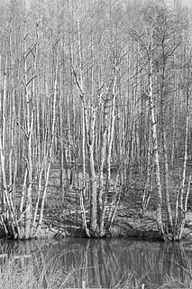 arvores, madeiras, reflexões, agua, lago, reflexivo, superfície, ainda, natureza, arborizado, plantas, roupa de baixo, de madeira, flora, floresta, filiais, Preto e branco, Grosso, denso, selvagem, árvore, plantar, tranquilidade, ninguém, beira-mar, reflexão, árvore nua, dia, beleza na natureza, scenics - natureza, cena tranquila, terra, cena não urbana, ao ar livre, crescimento, planta morta, pântano, 2K, CC0, domínio público, royalty free