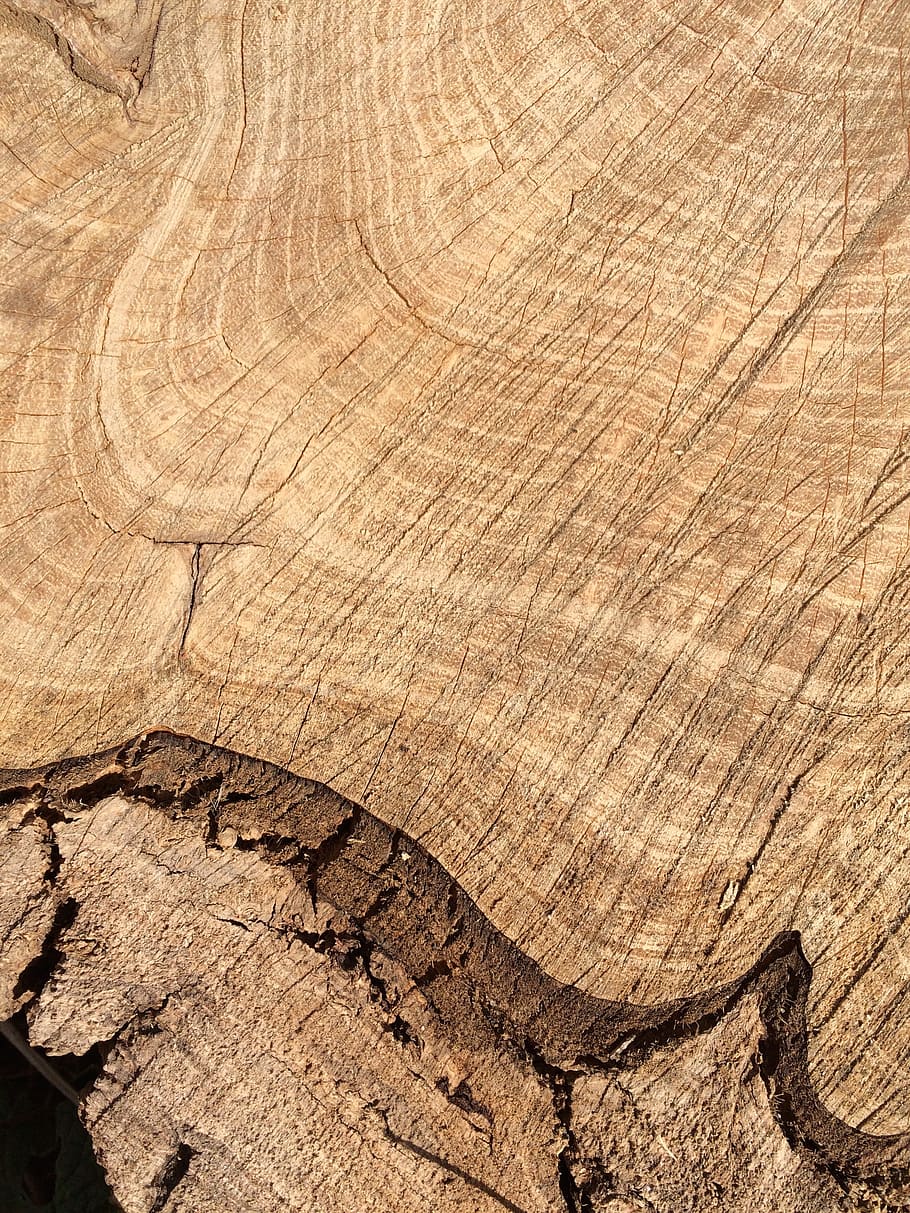 fusta, gra, graelles d’arbres, estructura, marró, textura de fusta, fons, textura, patró, material de fusta, marc complet, arbre, primer pla, cap gent, escorça, tronc de l'arbre, naturalesa, aspre, monstre de l'arbre, tronc, esquerdat, patró natural, planta, dia, anell d’arbre, gra de fusta, a l'aire lliure, efecte texturat, 2K