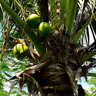 albero di cocco, noci di cocco, frutta, natura, albero, Palma, clima tropicale, foglia, cibo, crescita, pianta, cibo e bevande, mangiare sano, Inquadratura dal basso, nessuno, tronco, tronco d'albero, colore verde, giorno, benessere, ramo, parte vegetale, all'aperto, palma da cocco, foglia di palma, 2K, CC0, dominio pubblico, privo di copyright