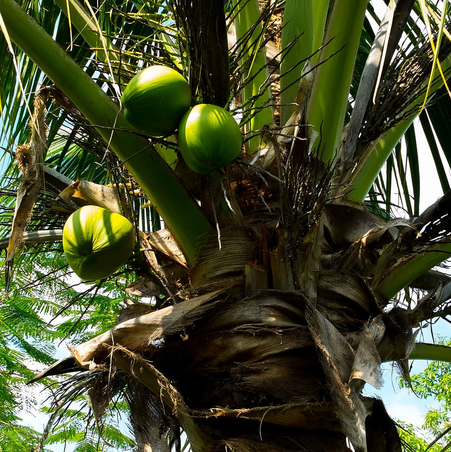 albero di cocco, noci di cocco, frutta, natura, albero, Palma, clima tropicale, foglia, cibo, crescita, pianta, cibo e bevande, mangiare sano, Inquadratura dal basso, nessuno, tronco, tronco d'albero, colore verde, giorno, benessere, ramo, parte vegetale, all'aperto, palma da cocco, foglia di palma, 2K