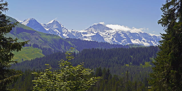 Eiger, munk, jomfru, bjergkæde, bernese oberland, Schweiz, bjergkæmpere, fire tusind, høj dal, nåletræer, nåletræ, Almen, bjerg, sne, panorama, træ, natur, sommer, naturreservat, eiger nordlige ansigt, kommune habkern, skønhed i naturen, plante, scenics - natur, himmel, Skov, fyrretræ, miljø, landskab, jord, rolig scene, ingen mennesker, rejsemål, ro, fyrreskov, rejse, udendørs, snedækket bjerg, bjergtop, formation, 4K, CC0, offentligt domæne, royaltyfrie