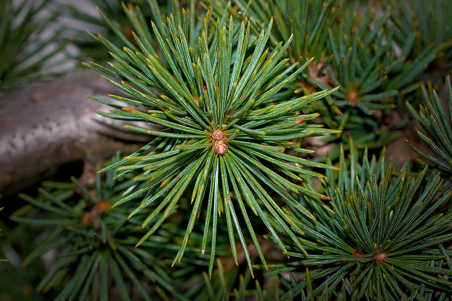arbre, agulles, conífera, cedre, planta, branca, naturalesa, tancar, color verd, creixement, bellesa a la natura, primer pla, dia, cap gent, full, part de la planta, centrar-se en primer pla, arbre de coníferes, pi, a l'aire lliure, tranquil·litat, agulla - part de la planta, enfocament selectiu, vista d’angle alt, picant, 2K