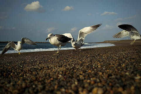 cel, núvol, mar, platja, gavina, aus marines, aus silvestres, animal salvatge, natural, paisatge, ocell, naturalesa, animal, vida salvatge, volant, a l'aire lliure, ala dels animals, animals a la natura, fauna animal, vertebrats, temes d'animals, terra, grup d’animals, aigua, dia, enfocament selectiu, cap gent, ales separades, núvol - cel, nivell superficial, còdols, 4K, CC0, domini públic, lliure de regalies
