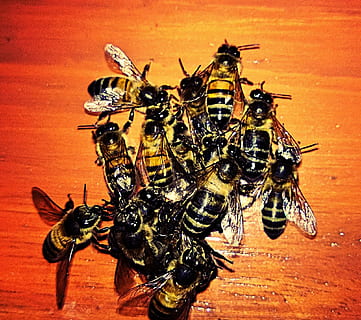 bier, dyr, insekter, insekt, hvirvelløse, dyre temaer, dyreliv, dyr i naturen, gruppe af dyr, bi, tæt på, ingen mennesker, hveps, natur, høj vinkel visning, to dyr, træ - materiale, skønhed i naturen, honningbi, 1080P, CC0, offentligt domæne, royaltyfrie