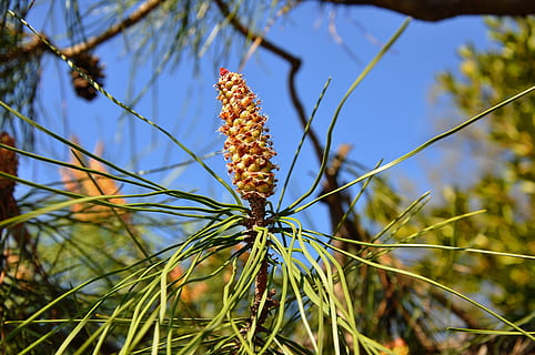cono, pino, raccolto, natura, pianta, all'aperto, albero, blu, avvicinamento, crescita, nessuno, giorno, bellezza nella natura, concentrarsi sulle conoscenze acquisite, la tranquillità, cielo, fiore, pianta fiorita, campo, freschezza, terra, messa a fuoco selettiva, Inquadratura dal basso, colore verde, albero di conifere, 4K, CC0, dominio pubblico, privo di copyright