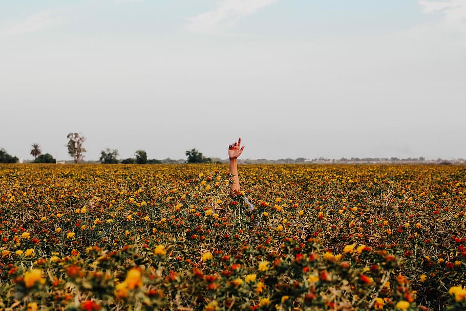 campagna, persona, raccolta, braccio destro, rosso, giallo, campo di fiori, giorno, mano, campo, fiore, erba, paesaggio, raggiungere, salvare, solitudine, solo, Aiuto, natura, all'aperto, canone, ragazza, tramonto, Paradiso, terra, pianta, una persona, pianta fiorita, bellezza nella natura, cielo, ambiente, crescita, freschezza, braccio umano, la tranquillità, agricoltura, braccia alzate, in piedi, scena rurale, scena tranquilla, arto, arto umano, la libertà, 5K