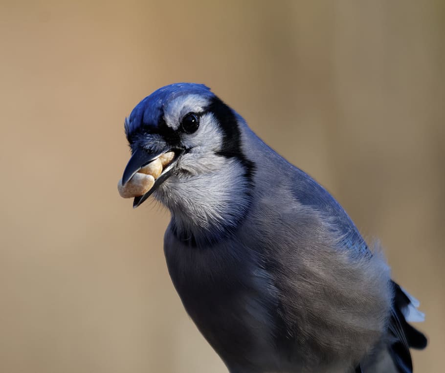 Gaig blau, Jay, ocell, menjar, cacauets, bec, ocell, jay, colorit, observació d'aus, plomatge, naturalesa, un animal, fauna animal, animals a la natura, temes d'animals, cap gent, animal, vertebrats, primer pla, centrar-se en primer pla, mirant cap a fora, color negre, dia, mirant, part del cos dels animals, a l'aire lliure, cap d’animals, vista lateral, vista del perfil, ull d’animals, 4K