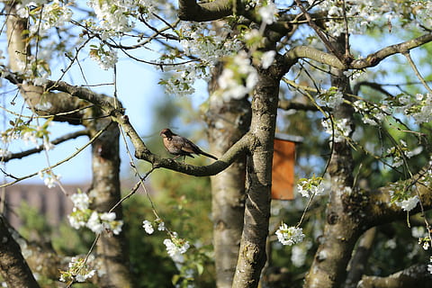 ocell, branca, arbre, factura, cuc, songbird, naturalesa, merla, primavera, cirera, flors, planta, animals a la natura, temes d'animals, animal, fauna animal, vertebrats, un animal, vista d’angle baix, dia, creixement, centrar-se en primer pla, posat, primat, cap gent, mamífer, a l'aire lliure, 5K, CC0, domini públic, lliure de regalies