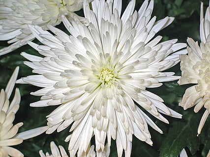 crisantems, asters, flor, impressió, blanc, puresa, descans, bouquet, arranjament, decoratiu, floristeria, festa, floristisch, decoració de taula, flors, arranjament de taules, ram de flors, arranjament floral, decoració floral, tardor, bouquet d'aniversari, flora, planta, naturalesa, jardí, planta amb flors, vulnerabilitat, fragilitat, frescor, bellesa a la natura, Color blanc, pètal, primer pla, creixement, inflorescència, cap de flor, crisantem, cap gent, dia, centrar-se en primer pla, botànica, pol·len, 1080P, CC0, domini públic, lliure de regalies