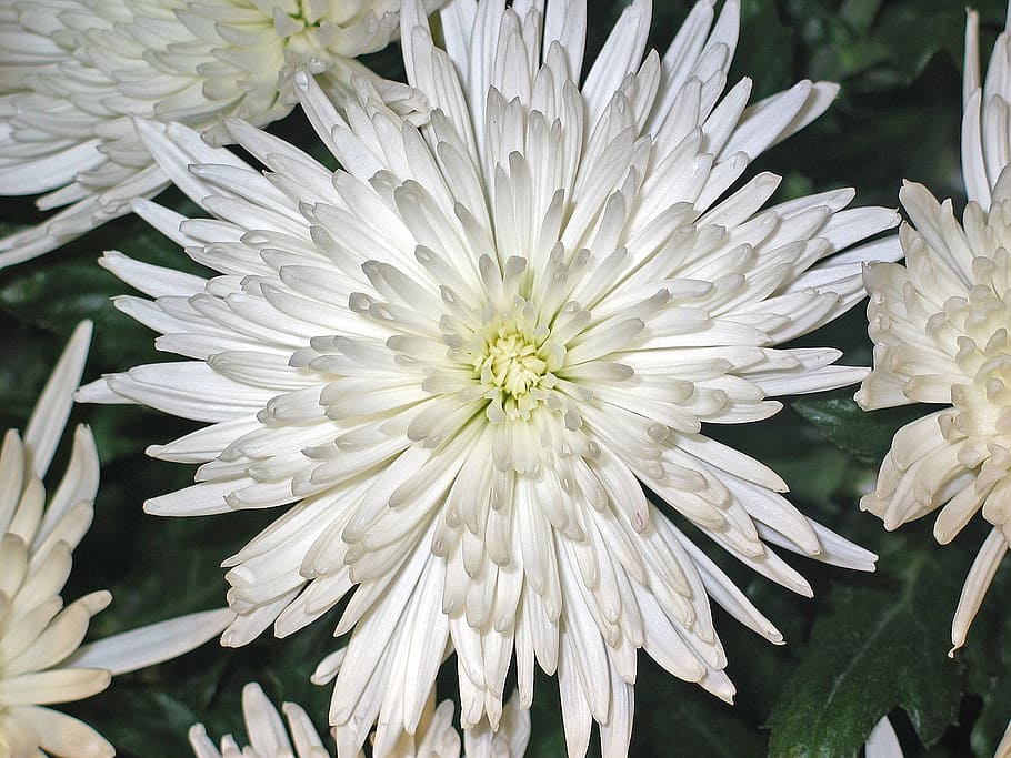 crisantemi, aster, fiore, impressione, bianca, purezza, riposo, mazzo, preparativi, decorativo, floristica, festa, floristisch, decorazione della tavola, fiori, disposizione dei tavoli, mazzo di fiori, composizione floreale, decorazione floreale, autunno, bouquet di compleanno, flora, pianta, natura, giardino, pianta fiorita, vulnerabilità, fragilità, freschezza, bellezza nella natura, Colore bianco, petalo, avvicinamento, crescita, infiorescenza, testa di fiore, crisantemo, nessuno, giorno, concentrarsi sulle conoscenze acquisite, botanica, polline, 1080P