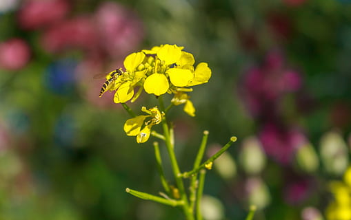 abella, flor, tancar, macro, insecte, florir, naturalesa, jardí, planta, pol·len, primavera, apis, mel d'abella, nèctar, flor de sol, flor silvestre, porpra, rosa, color, espolvorear, planta amb flors, bellesa a la natura, groc, frescor, primer pla, creixement, fragilitat, vulnerabilitat, pètal, centrar-se en primer pla, cap de flor, cap gent, enfocament selectiu, inflorescència, a l'aire lliure, 4K, CC0, domini públic, lliure de regalies