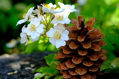 Kiefernzapfen, Kiefer, Baum, Zapfhahn, schließen, Nadelbaum, Makro, Natur, Kieferngewächshaus, Pflanze, immergrüner baum, Rahmen, groß, braun, schuppig, Wald, wunderschönen, holzig, auferstanden, öffnen, Sommer-, lamellar, trocken, Stift und Blume, blühen, Weiß, Flora, Frühling, öffentliche Aufnahme, Zierpflanze, Grün, Fokus auf den Vordergrund, Nahansicht, Tag, Blume, Zerbrechlichkeit, keine Leute, Schönheit in der Natur, Pilz, draußen, Verletzlichkeit, Wachstum, blühende Pflanze, Frische, Blütenblatt, Blütenkopf, Blütenstand, weiße Farbe, Botanik, Feld, 5K, CC0, gemeinfrei, lizenzfrei