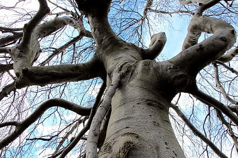 træ, knudrede, vride, snoet, bark, grene, blå himmel, afdeling, lav vinkel visning, træstamme, bagagerum, plante, bare træ, himmel, ingen mennesker, natur, dag, ro, skønhed i naturen, vækst, udendørs, jord, scenics - natur, sollys, Skov, ikke-urbane scene, træ baldakin, 1080P, CC0, offentligt domæne, royaltyfrie