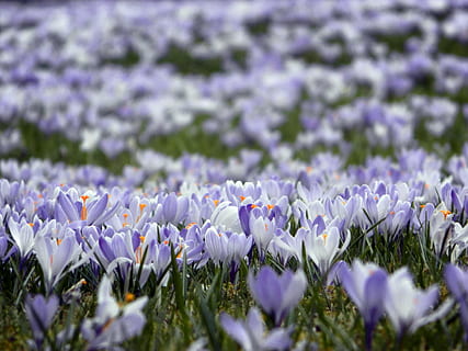 crocus, la nature, Prairie, printemps, fleur, Floraison, plante à fleurs, fraîcheur, plante, beauté dans la nature, croissance, violet, vulnérabilité, fragilité, mise au point sélective, fermer, pétale, champ, terre, personne, journée, tête de fleur, inflorescence, en plein air, lavande, parterre de fleurs, iris, 4K, CC0, domaine public, libre de droits
