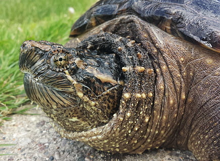 knipsing, skilpadde, snapper, Chelydra, serpentina, reptil, akvatisk, shell, fauna, utendørs, vill, kjæledyr, dyr, natur, felles, snap, dyr i naturen, dyreliv, ett dyr, dyre temaer, alligator, ingen folk, nærbilde, krokodille, virveldyr, dag, dyr kroppsdel, fokusere på forgrunnen, dyr hode, rock-objekt, høy vinkel visning, skilt, dyreskala, 2K, CC0, offentlig domene, opphavsrett gratis