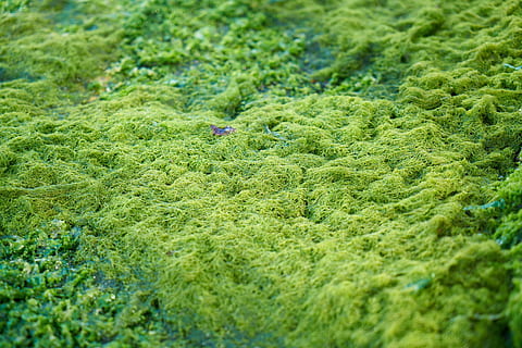 Grün, Moos, Textur, Leben, Marine, feucht, Tag, Natur, Frieden, Wald, wunderschönen, Landschaft, grünes Feld, Makro, Open Air, natürliches Leben, Pflanze, Jahreszeit, lebendige Farbe, Pflanzendecke, Hintergrund, Farbbild, Umwelt, Farbe, botanisch, Garten, draussen, Gras, Frühling, großartig, Detail, grüne Farbe, selektiver Fokus, Tierwelt, Land, Tier, Wachstum, Tierthemen, Tiere in freier Wildbahn, keine Leute, Schönheit in der Natur, ein Tier, Nahansicht, üppiges Laub, High Angle View, Laub, Wasser, draußen, 5K, CC0, gemeinfrei, lizenzfrei