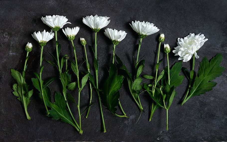 crisantem blanc, blanc, flors, verd, tiges, crisantem, tija, flatlay, botànic, flor, floral, planta, netejar, fresc, arranjament, pissarra, shasta daisy, pètal, planta amb flors, frescor, cap gent, naturalesa, primer pla, part de la planta, color verd, full, vulnerabilitat, bellesa a la natura, fragilitat, cap de flor, a l'interior, inflorescència, creixement, menjar i beguda, directament a sobre, arranjament floral, 4K